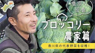 【生産者密着！】ブロッコリー農家篇 ～約４ヘクタールを一人で営農！～