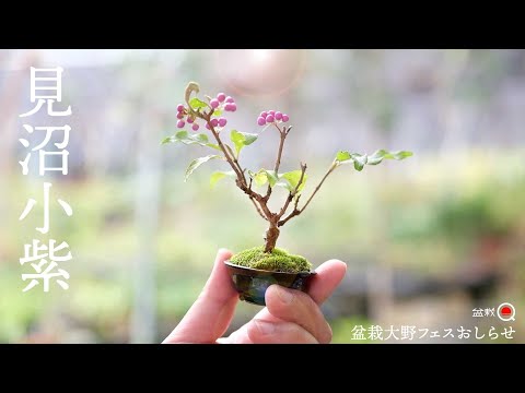 [Callicarpa japonica] Potted Minuma Komurasaki. Festival announcement [Bonsai Q]