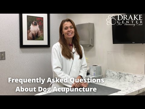 Frequently Asked Questions About Dog Acupuncture