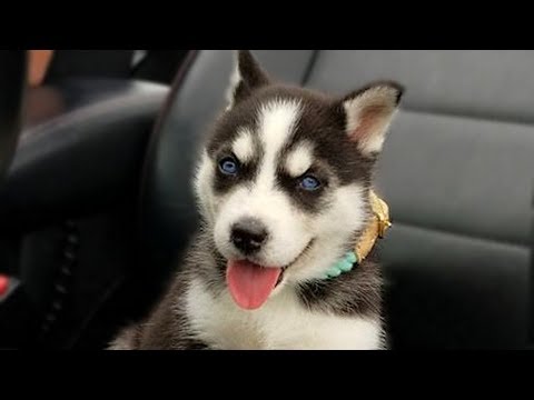 Cute Husky Puppies Compilation NEW