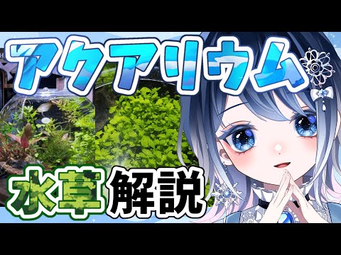 【アクアリウム 雑談】ご投稿頂いた水槽を紹介＆解説してゆくよ🐟🫧┋チャプター付き┋ 【声優系Vtuber / 初雪セツナ】