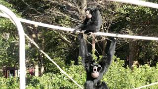 Tailless apes and tailed primates / Chiba City Zoo