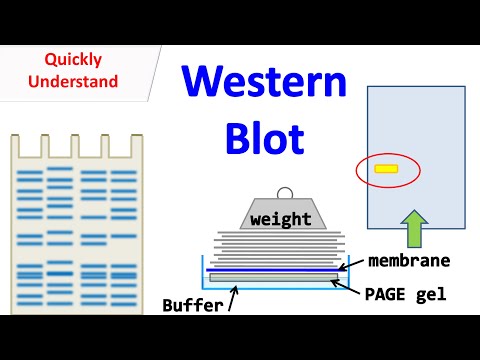 Western blot