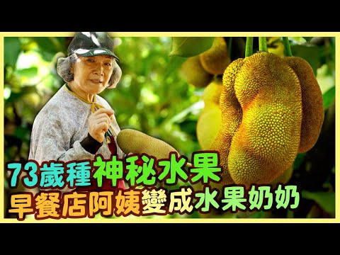 【屏東潮州】人生七十才開始 詹月英成功種出榴槤蜜特出風味 |用心的產業|美麗心台灣(433)