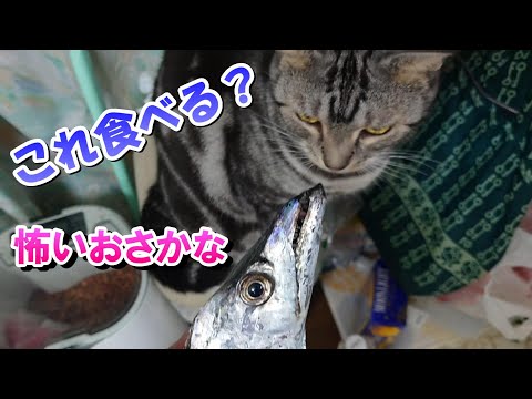 これ食べる？初めてのおさかなといつもの嫌いなやつ（アメリカンショートヘア）