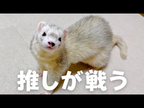 ブレイキングダウンより面白いフェレットの戦い‼︎【ferret#1735】