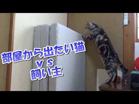 お部屋に閉じ込めソラさん（アメリカンショートヘアの鳴き声）