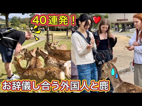 Japanese Bowing Deer in Nara Park