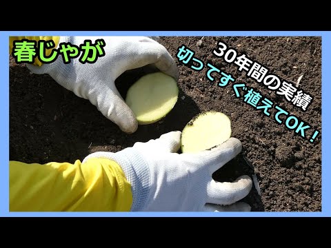 【春ジャガの植え付け】切ってすぐ植えてもOK！ 家庭菜園31年目