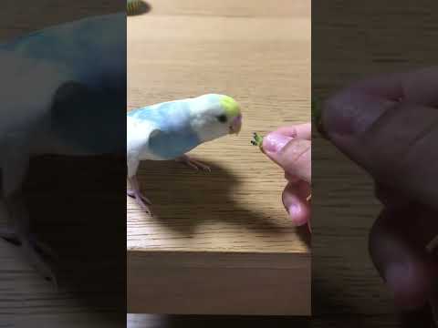 どれどれ美味いのか🥦？"#セキセイインコ #shorts #budgie #かわいい #すいちゃん #ブロッコリー