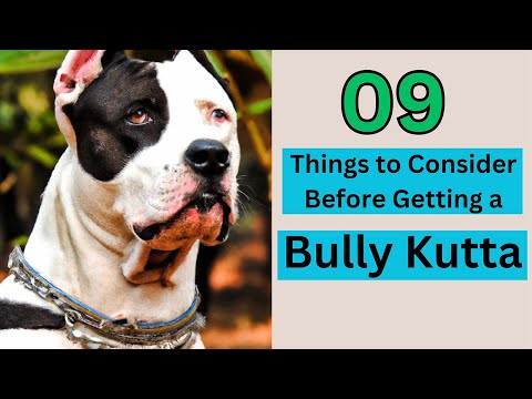 Are You Brave Enough? 9 Reasons Why Owning a Bully Kutta is NOT for Faint of Heart