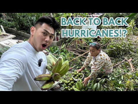 Preparing for another Hurricane in Tampa: garden prep, fearless mom, last minute harvest