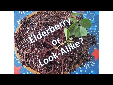 Elderberry Or Look-alike?