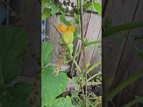 My first Honeynut Squash || DHBG