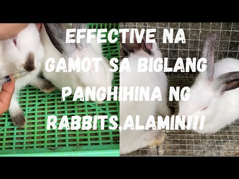 Gamot sa Lagnat at Panghihina ng mga Rabbits.?Alamin.!!!