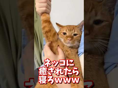 ネッコの動画で癒されたら寝ろｗｗｗ　#2ch #2chまとめ 動物スレ #2ch面白いスレ #動物 #犬 #猫 #癒やし #ねこ動画#ねこ