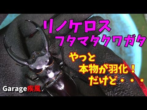 リノケロスフタマタクワガタ羽化　やっと本物が羽化してきた　#クワガタ #カブトムシ