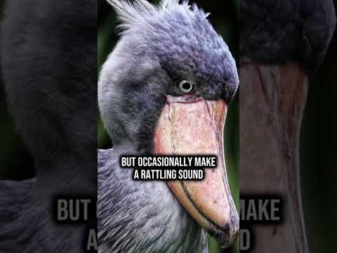 The Shoebill