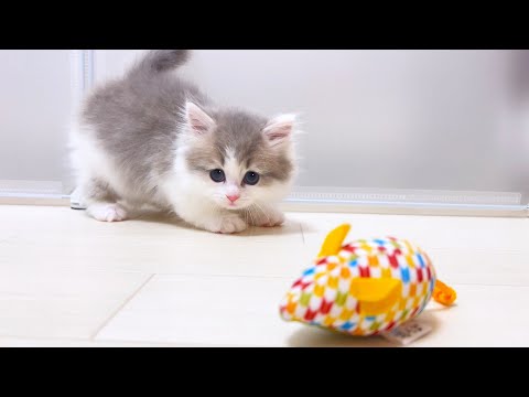 【マンチカンの子猫】ジャンキーと化した子猫には与えてしまう件 ～猫のいる生活Vol.1030～出産動画 マンチカン短足・ミヌエット・ペルシャ猫専門ブリーダー『ペット蔵人』【子猫の成長記録】