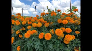 Marigold Research Study