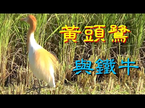 【黃頭鷺】蓬鬆羽絲，早期耕田追水牛，現代追「鐵牛」... (過去農耕時常棲息於牛背上，又稱牛背鷺)