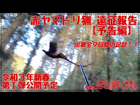 令和2年度 九州 赤ヤマドリ猟遠征報告 予告編 Copper Pheasant Hunting with フランスブルトン