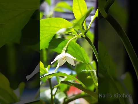 Chilli harvesting | పచ్చిమిర్చి #chilli #mygarden #harvesting #gardening #shortvideo#shorts#ytshorts