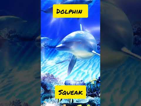 Dolphin sound #animals #animalssounds #dolphinsound#animalssounds #brightkidsworld