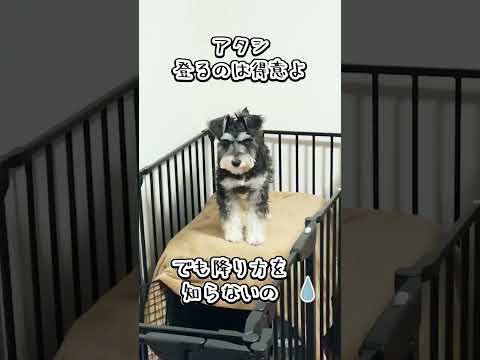 留守番中の珍事件！マヌケすぎる犬 #ペット動画 #犬のいる暮らし #ミニチュアシュナウザー