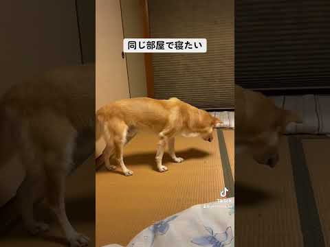 でも適度な距離感は大切にする男。 #保護犬を家族に #rescuedog #雑種犬 #シニア犬