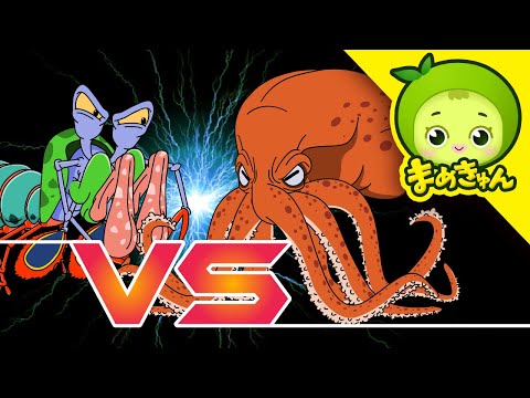 シャコ VS タコ | 動物バトル | まめきゅん MAMEKYUNN