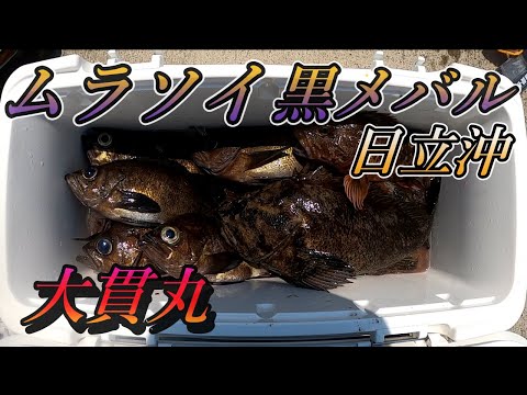 【ムラソイ】ムラソイ釣り、メバル釣り 船釣り 日立沖 大貫丸 ムラソイ、黒メバルを狙って日立沖で今釣りチャンネル大奮闘 #ムラソイ #メバル #根魚