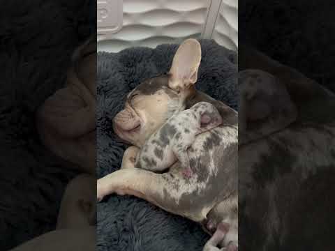 Baby with her Babies 🥹 Puppy Love 💕 Frenchie Puppies 5 days old #frenchbulldog #dog #puppy #viral