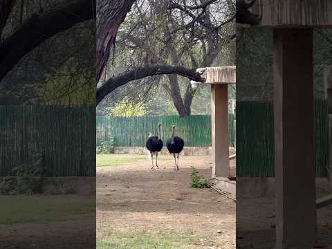 Common ostrich 😨#zoo #kruger #tiger #nature #greaterkruger #krugernationalpark #kruger #tiger