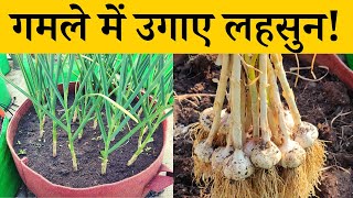 गमले में उगाए लहसुन! घर पर लहसुन कैसे उगाएं | How To Grow Garlic At Home In Pot In Hindi