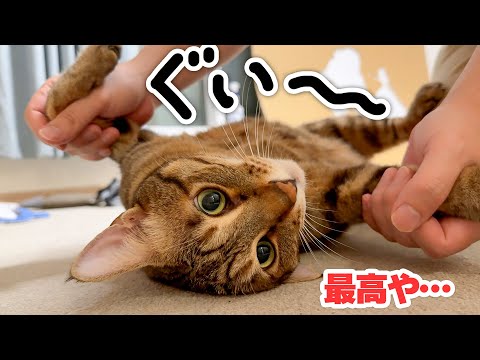 猫たち専用”ニャンズエステ”で猫たちに極上の癒しをお届けします