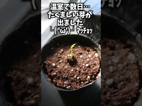 スーパーで買ったレモンの種からレモンを作る方法（発根した動画の続き） #shorts