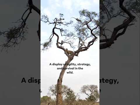 display of agility, strategy, and survival in thewild. Leopard vs vervet monkey 🐒🐆🌳 #leopard #monkey