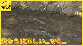 札幌市民ビックリ「まさかここにいるとは」　人工の川・創成川にサケが遡上