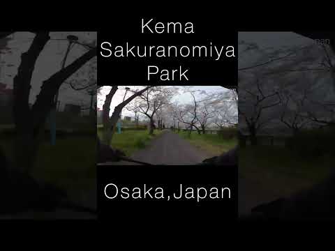 【FIXEDGEAR】2022Cherry blossom viewing ride #shorts