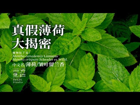 你平常吃的是薄荷吗？吃薄荷的时候为什么会感觉到凉