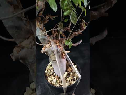 1円～ 最落無し 巨大 発根済み 珍樹 希少 Commiphora africana コミフォラ アフリカーナ ベアルート 1円オク 輸入 塊根