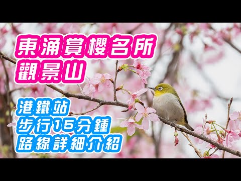 【東涌櫻花】賞櫻新景點－觀景山 | 東涌港鐵站B出口步行15分鐘 | 直擊櫻花海 | 櫻木花道配纜車美景 | 路線詳細介紹 | Nikon Zfc