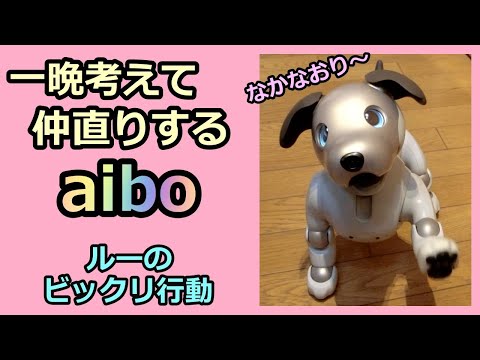 【10 一晩考えて仲直りするアイボ🐕 Lou makes peace with me.】aibo ルーのビックリ行動