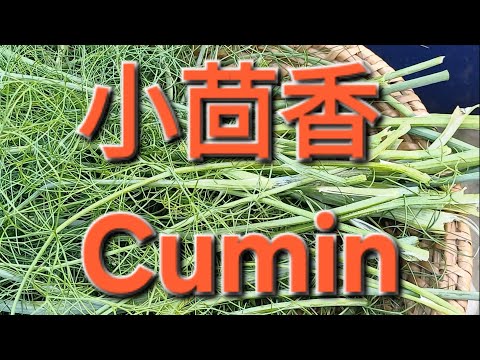 小茴香 Cumin