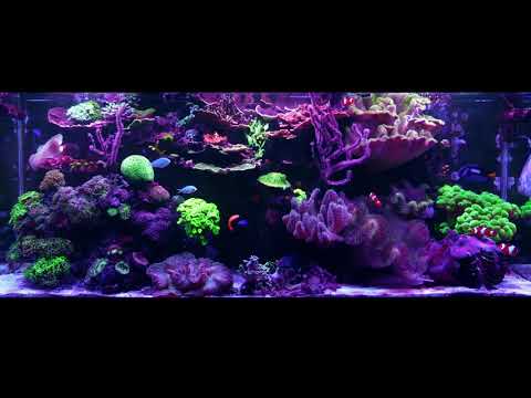 Epic Evening Reef Tank, No Talking Just The Tank