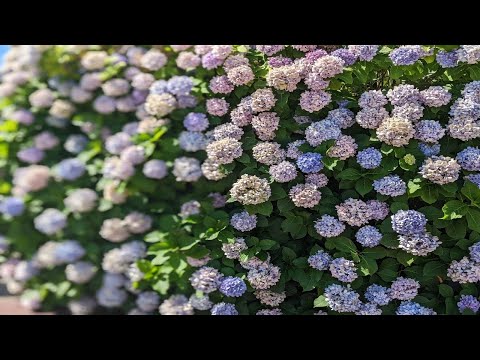 梅雨時期の草花や生き物たち、空模様 Flowers and creatures during the rainy season, the sky