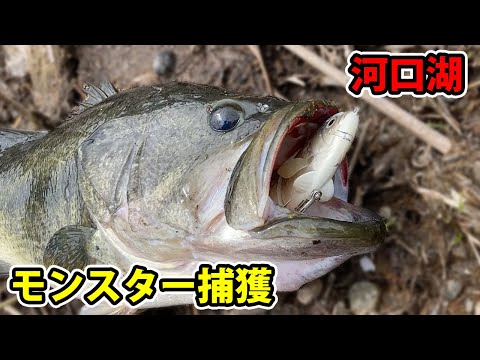 #バス釣り　4月上旬の河口湖でプリスポーンのビッグママを狙う【DAY2】