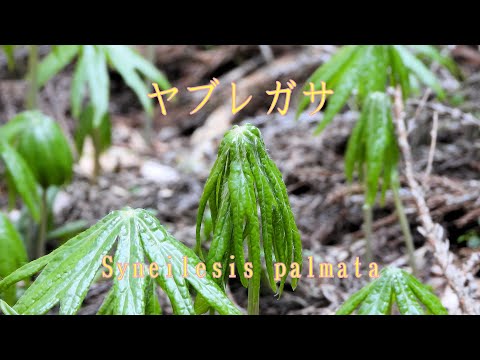 山野草・夏編＃121　ヤブレガサ（破れ傘）