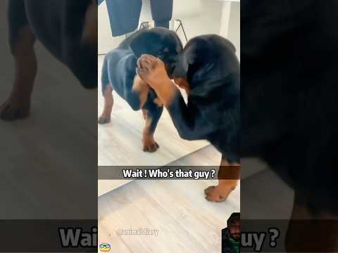 Funny dog reaction #shorts #trending #pets #funny #viralvideo